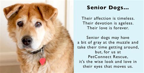 Senior dog adoption - We consider a dog a senior when it is eight years of age or older. Once a dog is labeled a “senior”, its days are numbered and that dog is likely to be the first euthanized. We have a special affinity for the seniors and we encourage their adoption. Seniors have tremendous advantages: What you see is what you get.